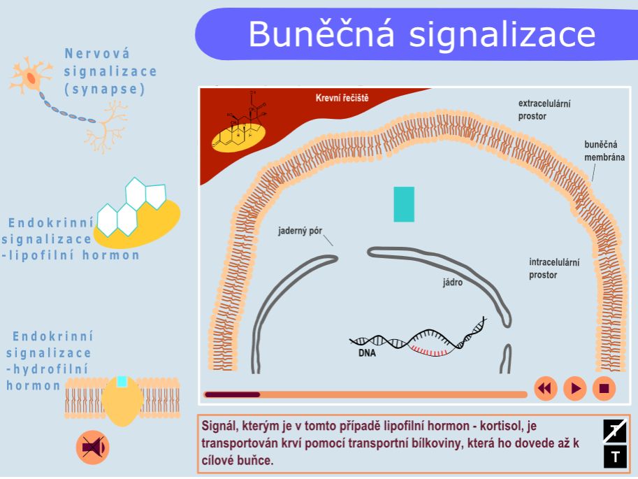 Buněčná signalizace