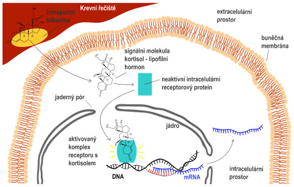 Endokrinní signalizace - lipofilní hormon