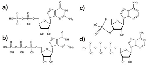 GDP, GTP, ATP, cAMP