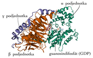 G-protein