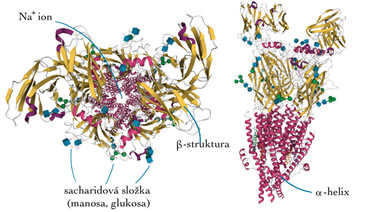 acetyl_cholinovy_receptor