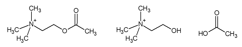 acetylcholin_cholin_kyselina octová