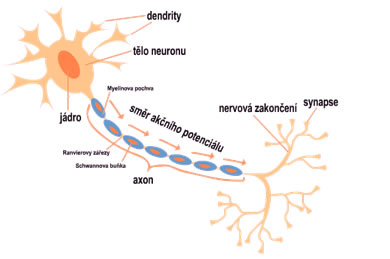 neuron