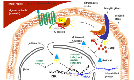 proteinkinasa A