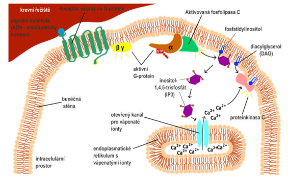 proteinkinasa C