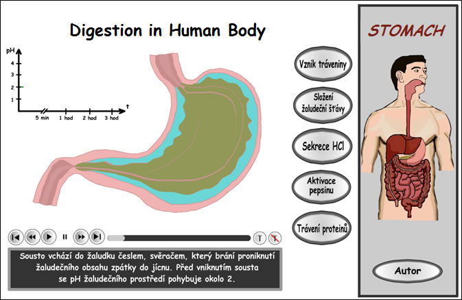digestion animation