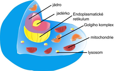 Stavba eukaryotní živočišné buňky