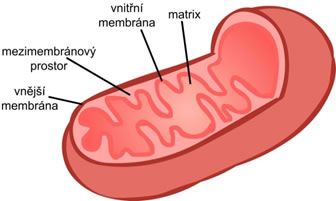 Stavba mitochondrie