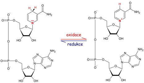 NADH (nikotinamidadenindinukleotid)