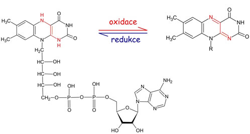 FADH2 (flavinadenindinukleotid)