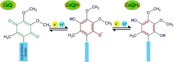 chinon, ubichinon, ubichinol