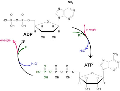 Syntéza ATP