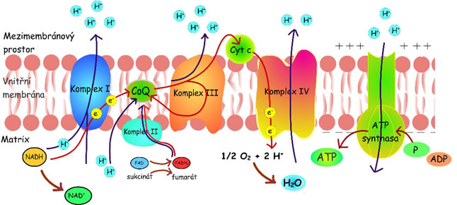 Komplexní schéma dýchacího řetězce