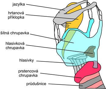 Stavba hrtanu