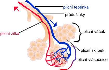 Stavba plicních sklípků