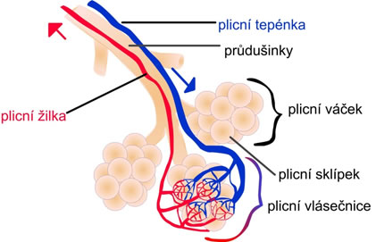 Stavba plicních sklípků