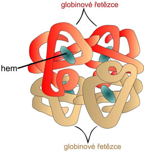 Stavba hemoglobinu; Hem (tetrapyrrolové jádro