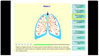 Dýchání a dýchací řetězec