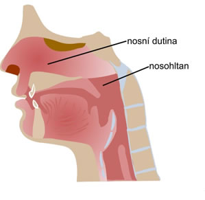 Horní cesty dýchací