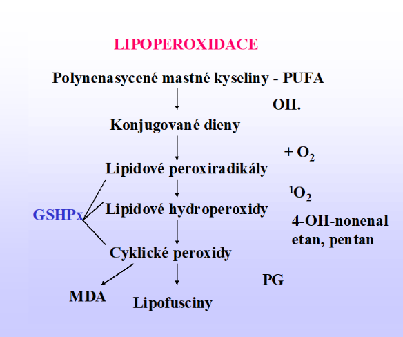 Lipoperoxidace