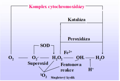 Vznik volných radikálů
