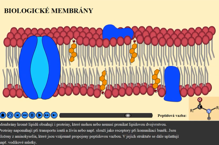 Biologicke_membrany