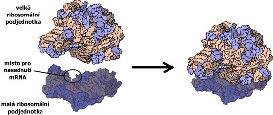 Velká a malá ribosomální podjednotka