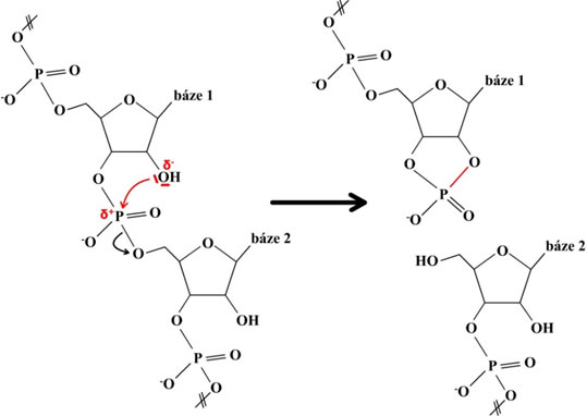 Mechanismus nukleofilního ataku atomu fosforu 2C-hydroxyskupinou