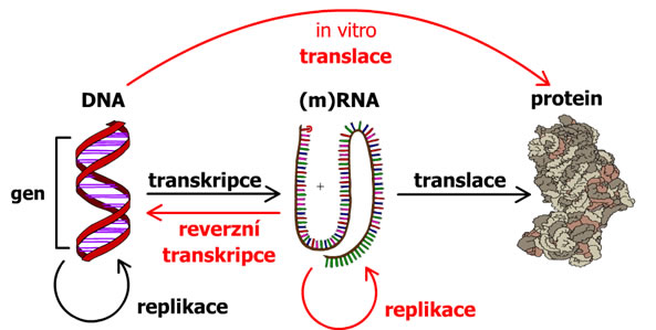centrální „dogma“ molekulární biologie 