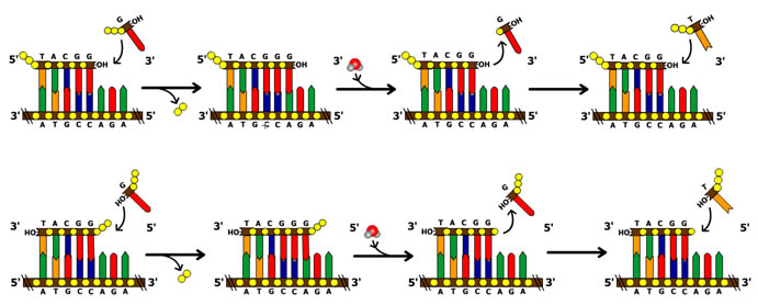 Schéma mechanismu vystřižení nesprávně zařazeného nukleotidu a jeho náhrada