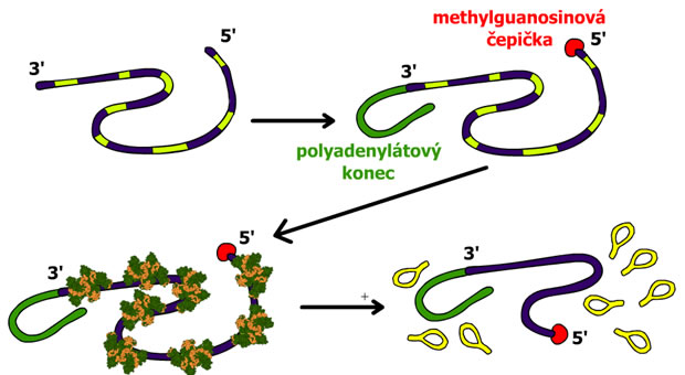 Splicing