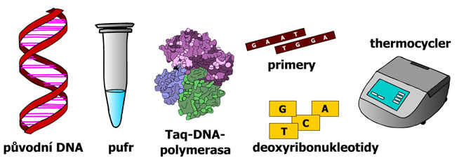 PCR