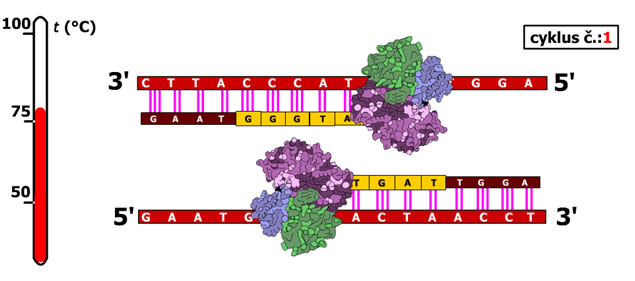 PCR