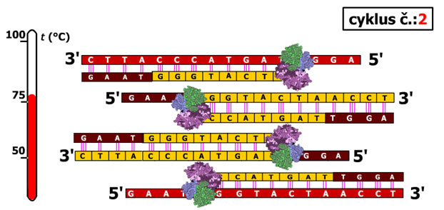 PCR