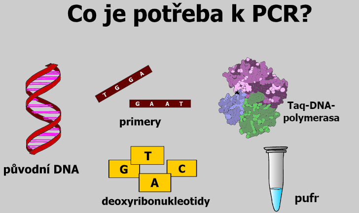 PCR