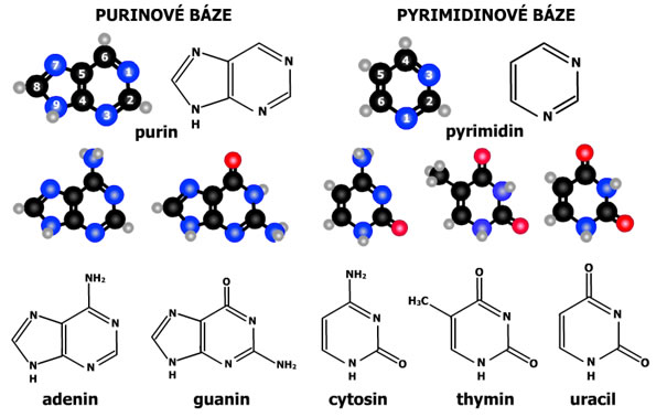 purinove a pyrimidinove baze