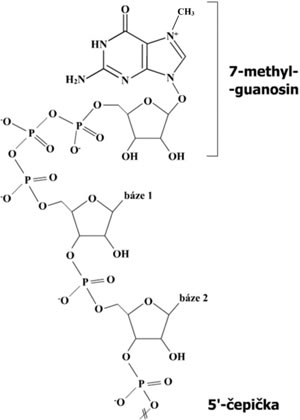 7-methyl-guanosinová čepička