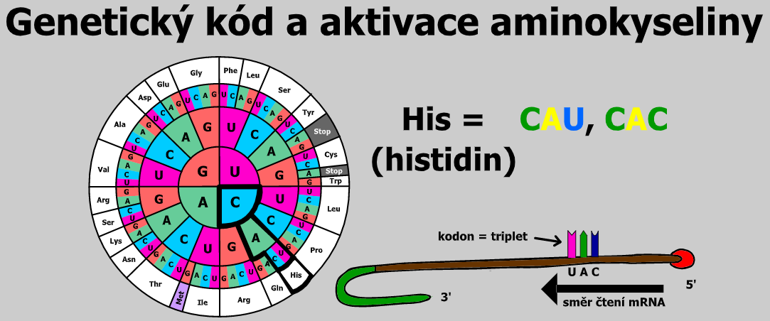 genetický kod