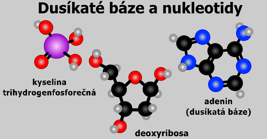 nukleotidy