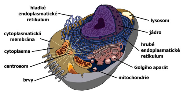 živočišná buňka