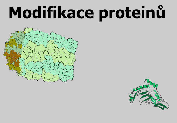 proteiny chaperon