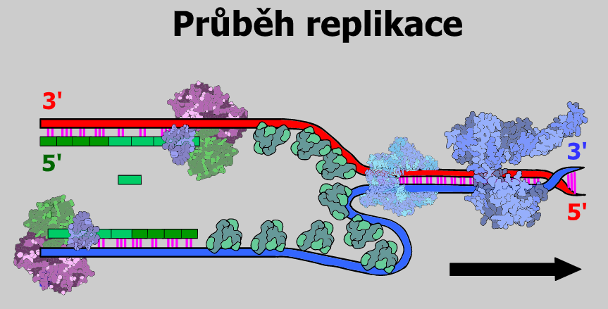 replikace 2