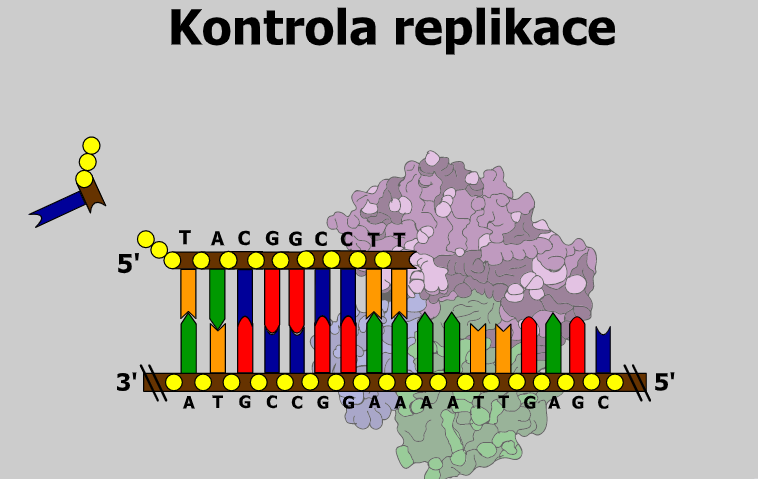 replikace 3