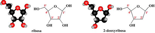 ribosa a 2-deoxyribosa