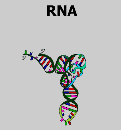 RNA