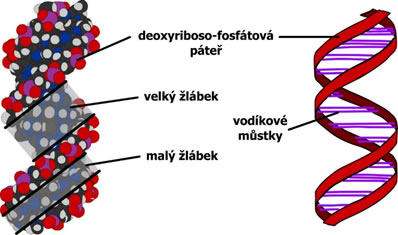 Struktura DNA