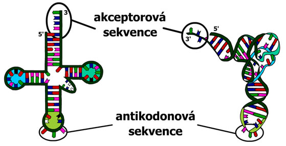 tRNA