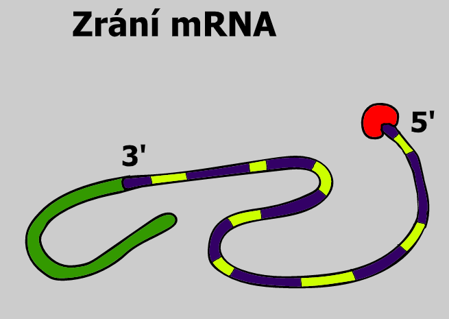zrání mRNA