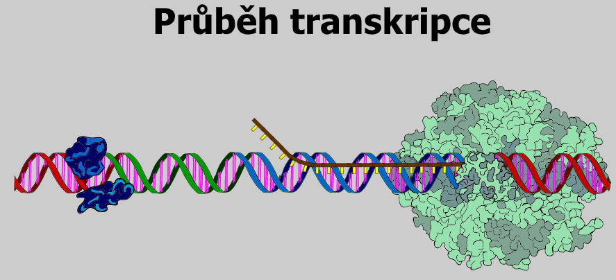 transkripce