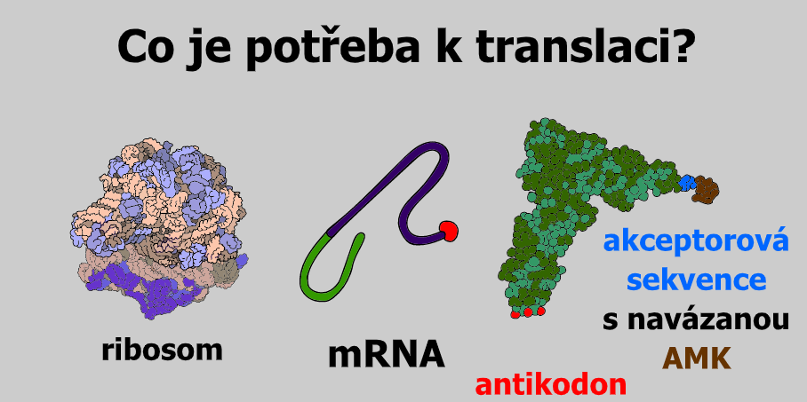 translace 1